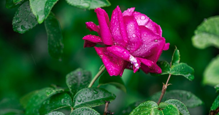 آری، رمضان است چو باران بهاری