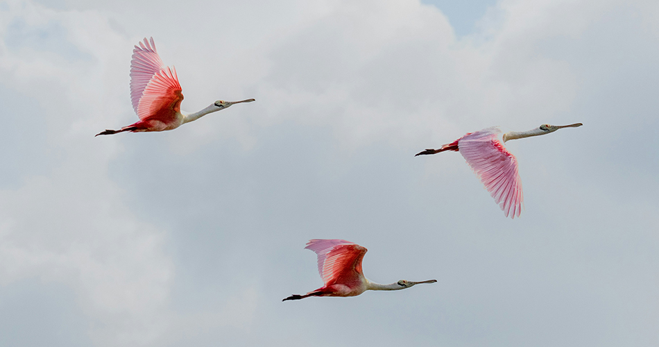 وقت سحر است لادن، ماه سحر، و موعد پرواز